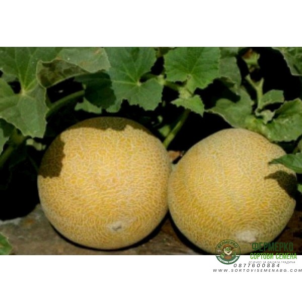 Пъпеш Трейси F1