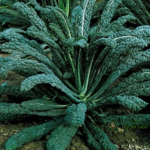 Кейл Тоскана Nero Di Toscana