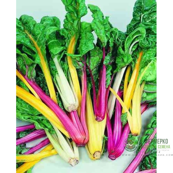 Манголд микс