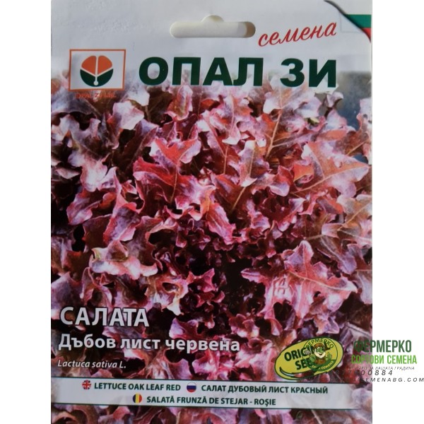 Салата Дъбов лист (червена)