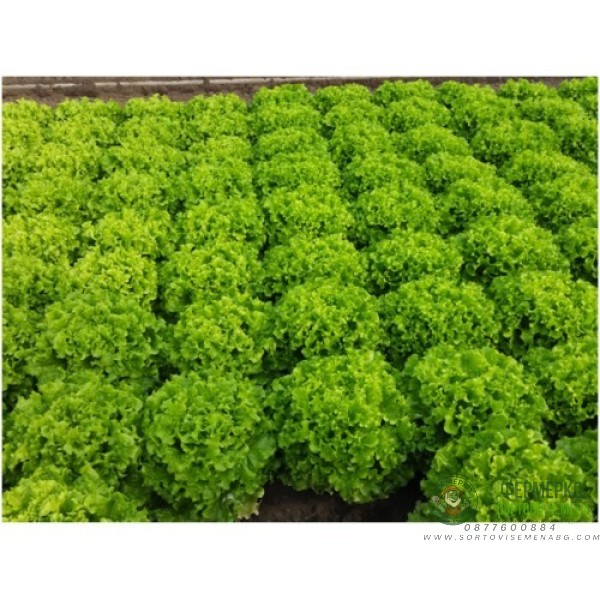 Салата Фънфикс F1