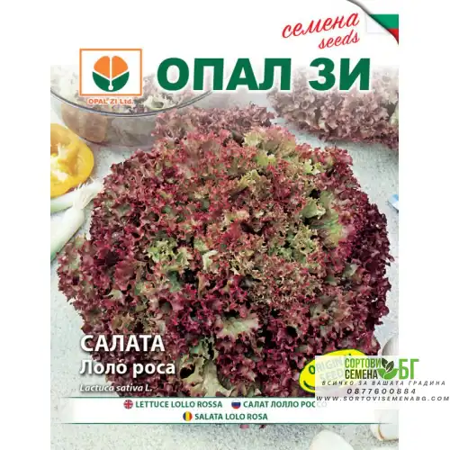 Салата Лоло Роса