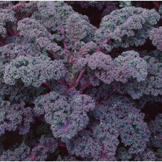 Кейл къдрав Скарлет Skarlet