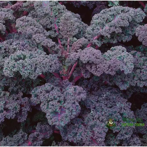 Кейл къдрав Скарлет / Skarlet