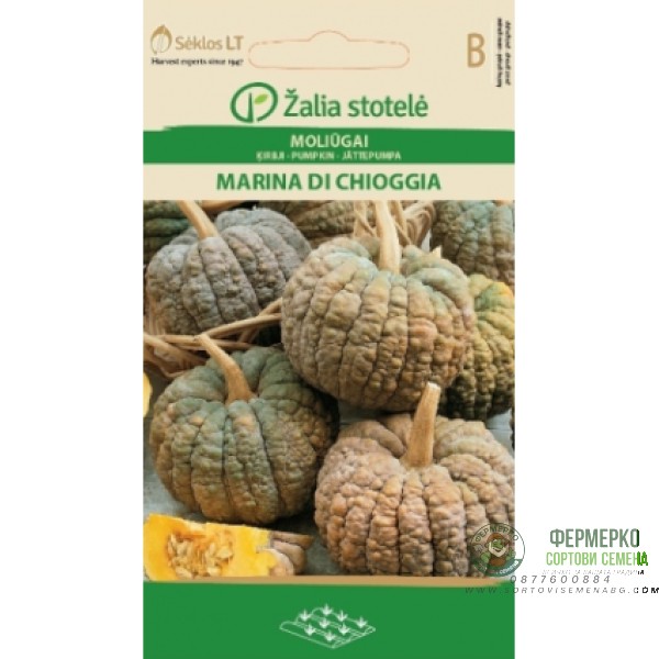 Тиква Марина Ди Киоджа Marina di Chioggia Тиква Марина Ди Киоджа Marina di Chioggia