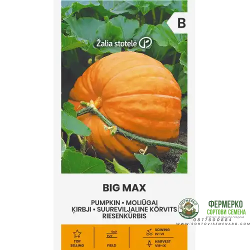 Тиква гигант Биг Макс / Cucurbita Maxima Duchesne 