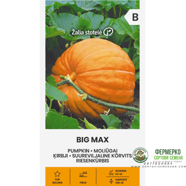 Тиква гигант Биг Макс Cucurbita Maxima Duchesne 