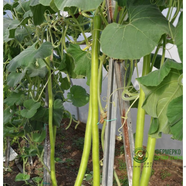 Семена за режещи се Тиквички Lunga serpentine di sicilia