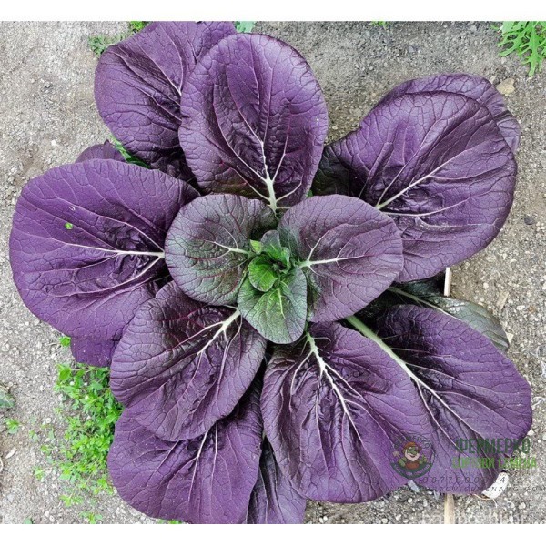 Зеле Китайско Арах Arax