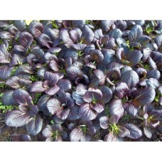 Зеле Китайско Арах Arax