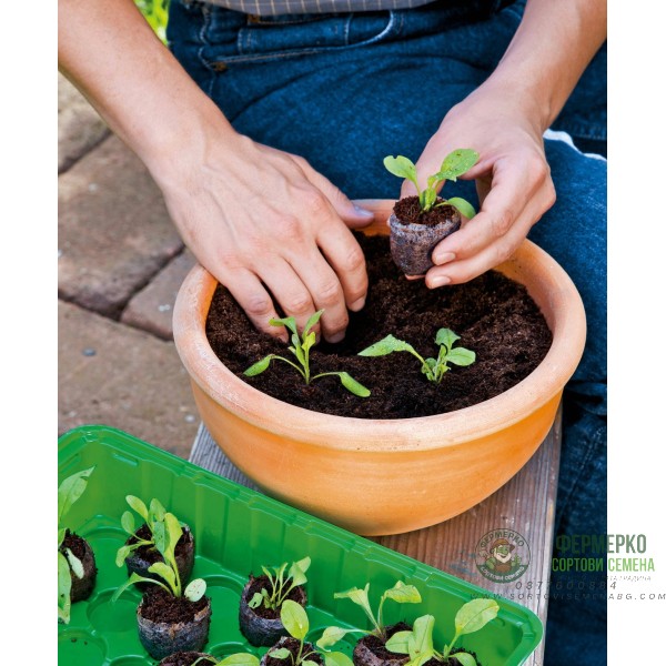 Мини оранжерия с капак и 10 бр торфени шайби