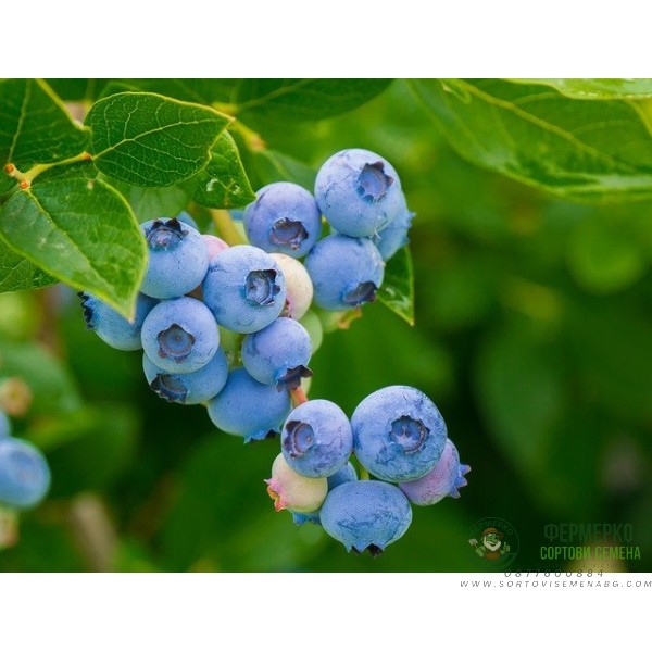 Тор за боровинки и ерикацея Bluberries and ericaceae Тор за боровинки и ерикацея Bluberries and ericaceae