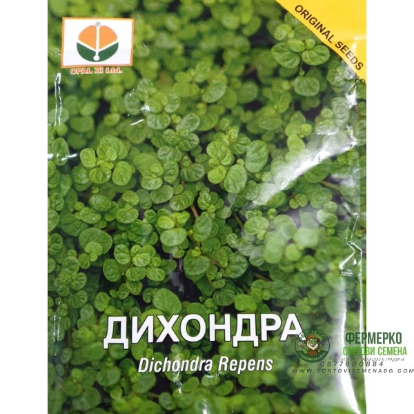 Дихондра - заместител на тревата, без косене