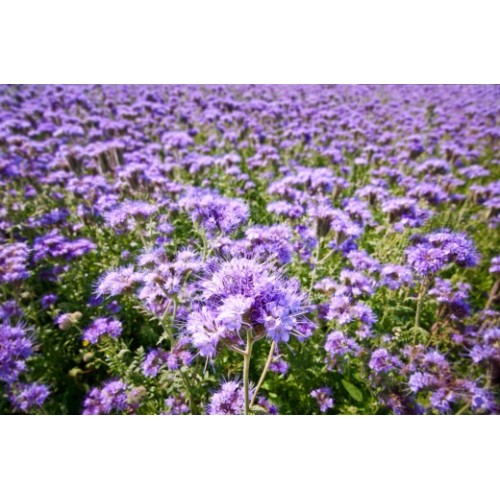 Фацелия (Phacelia)