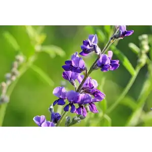 Люцерна Джеа / Gеа (капсулирани)