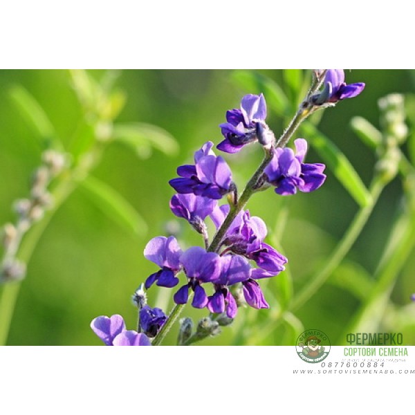 Люцерна Джеа Gеа (капсулирани)