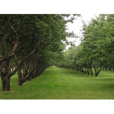 Тревна смес - подходяща за мулчиране за лозя и овощни градини