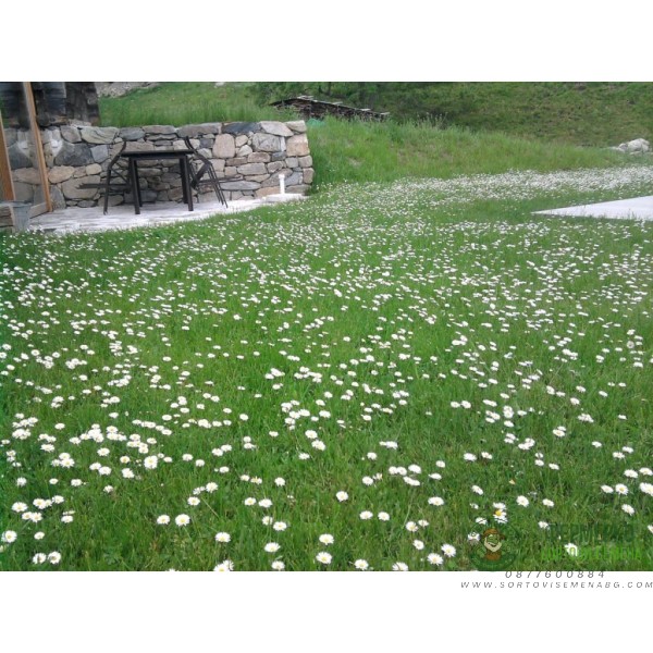 Тревна смеска с многогодишни парички (Bellis perennis) 1кг