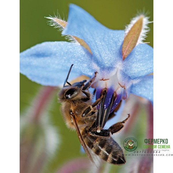 Цветна поляна за Пчели (31 вида цветя) Bee mix