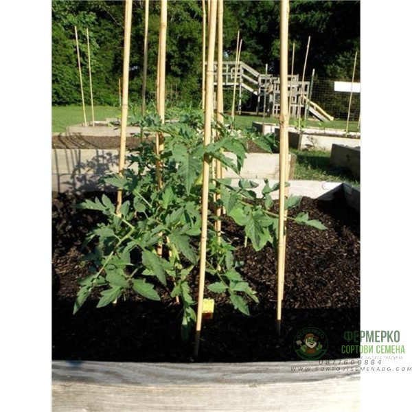 Бамбукови колове колци