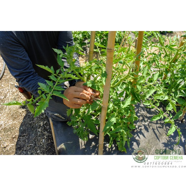 Бамбукови колове колци