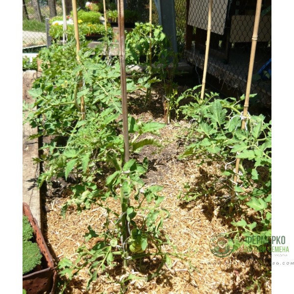 Бамбукови колове колци