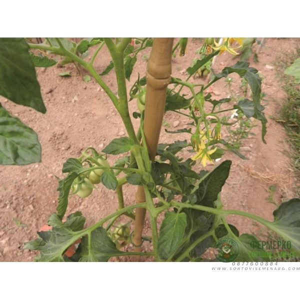 Бамбукови колове колци