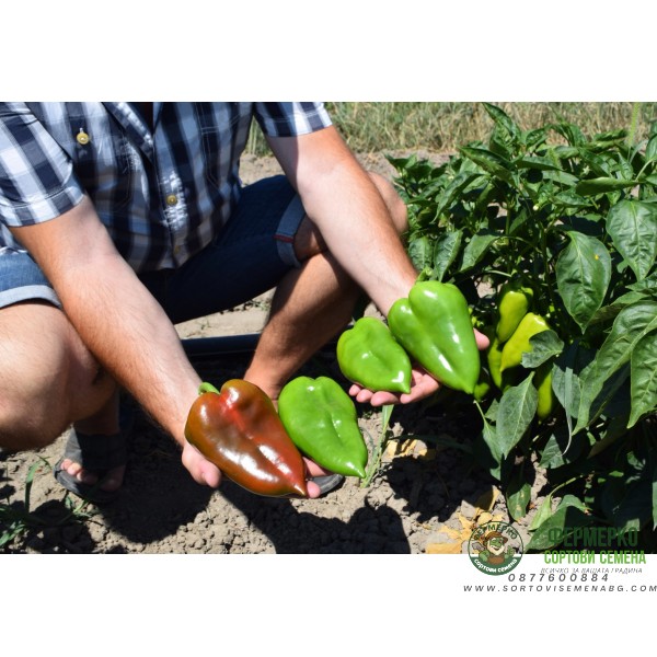 Пипер Пловдивска капия