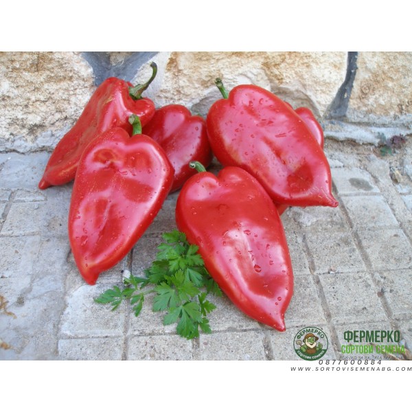 Пипер Пловдивска капия