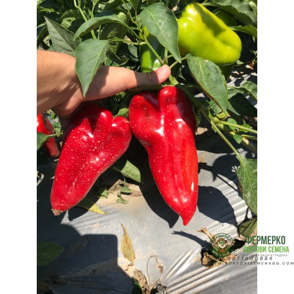 Пипер Пловдивска капия