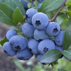 Американска Синя Боровинка Аврора Blueberry Vaccinium corymbosum Aurora