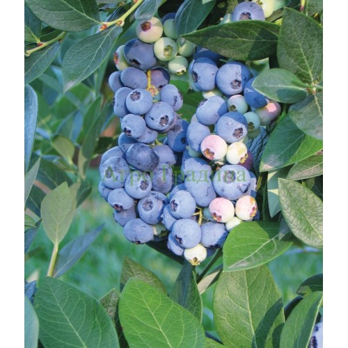 Американска Синя Боровинка Аврора / Blueberry Vaccinium corymbosum Aurora