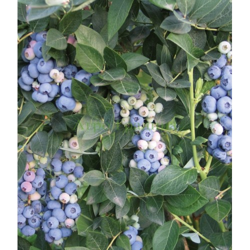 Американска Синя Боровинка Аврора / Blueberry Vaccinium corymbosum Aurora