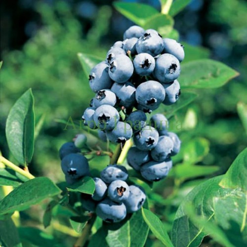 Американска Синя Боровинка Елиът / Vaccinium corymbosum Elliott