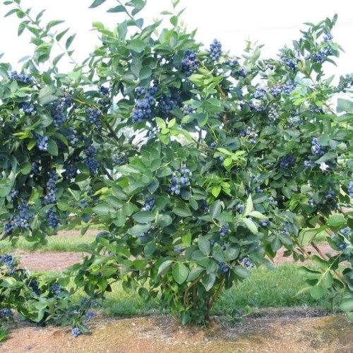 Американска Синя Боровинка Чандлър / Vaccinium corymbosum Chandler