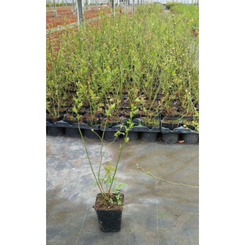 Американска Синя Боровинка Елиът / Vaccinium corymbosum Elliott