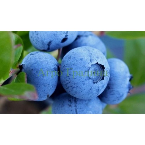 Американска Синя Боровинка Елиът / Vaccinium corymbosum Elliott