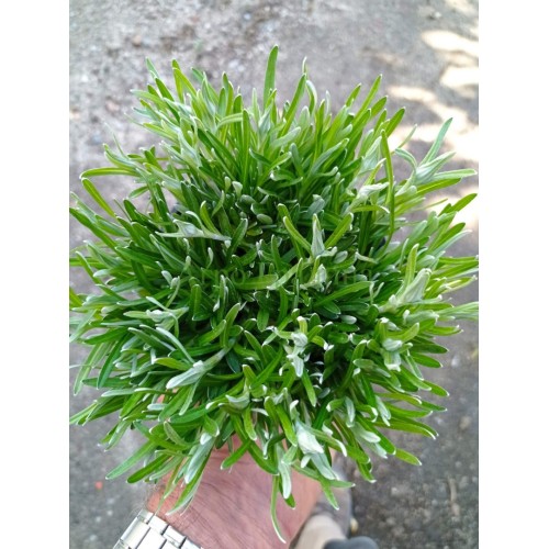 Еделвайс в саксия пред ЦЪФТЕЖ сорт Edelweiss Stella Alpina white