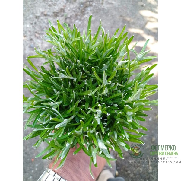 Еделвайс в саксия с ЦЪФТЕЖ Edelweiss Stella Alpina white