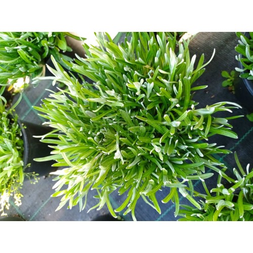 Еделвайс в саксия пред ЦЪФТЕЖ сорт Edelweiss Stella Alpina white