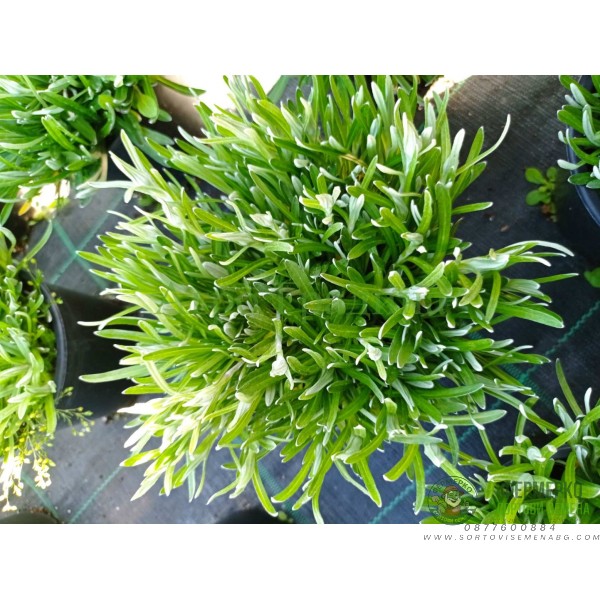 Еделвайс в саксия с ЦЪФТЕЖ Edelweiss Stella Alpina white