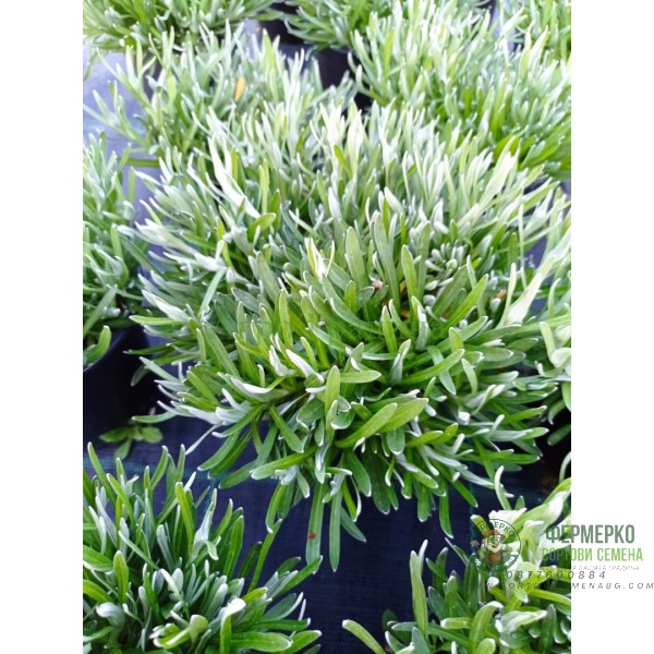 Еделвайс в саксия с ЦЪФТЕЖ Edelweiss Stella Alpina white