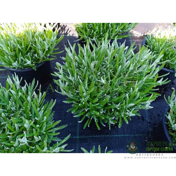 Еделвайс в саксия с ЦЪФТЕЖ Edelweiss Stella Alpina white