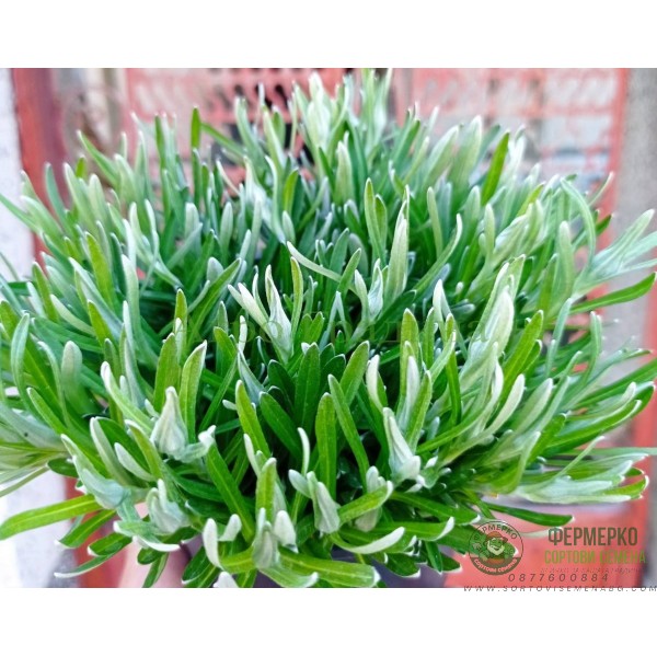 Еделвайс в саксия с ЦЪФТЕЖ Edelweiss Stella Alpina white