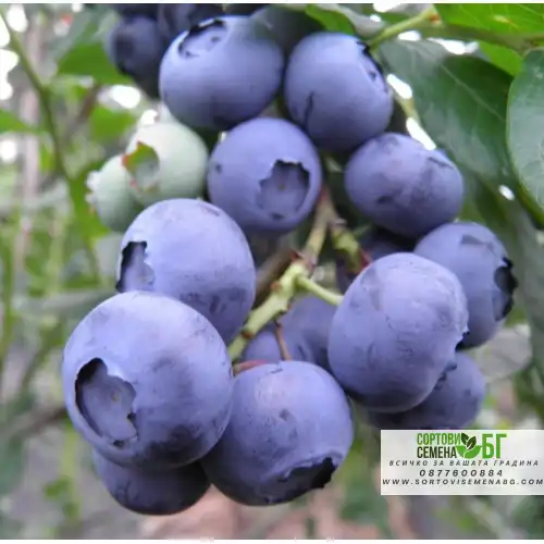 Американска Синя Боровинка Чандлър / Vaccinium corymbosum Chandler