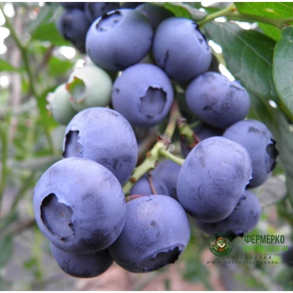 Американска Синя Боровинка Чандлър Vaccinium corymbosum Chandler