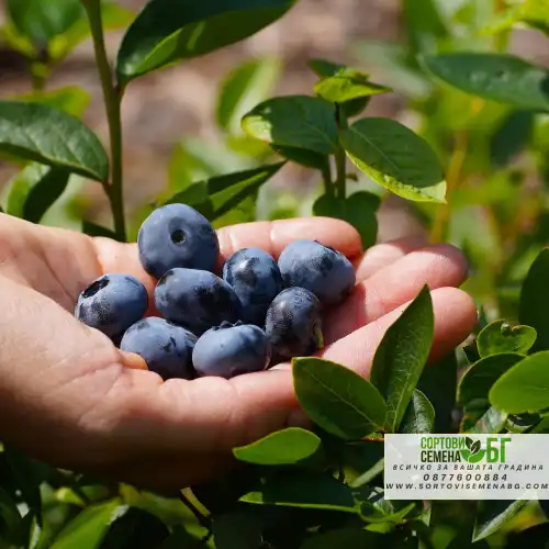 Американска Синя Боровинка Елиът / Vaccinium corymbosum Elliott