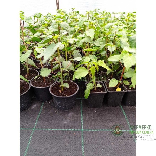 Разсад Блатен Червен Хибискус Hibiscus moscheutos Lord Baltimore в саксия