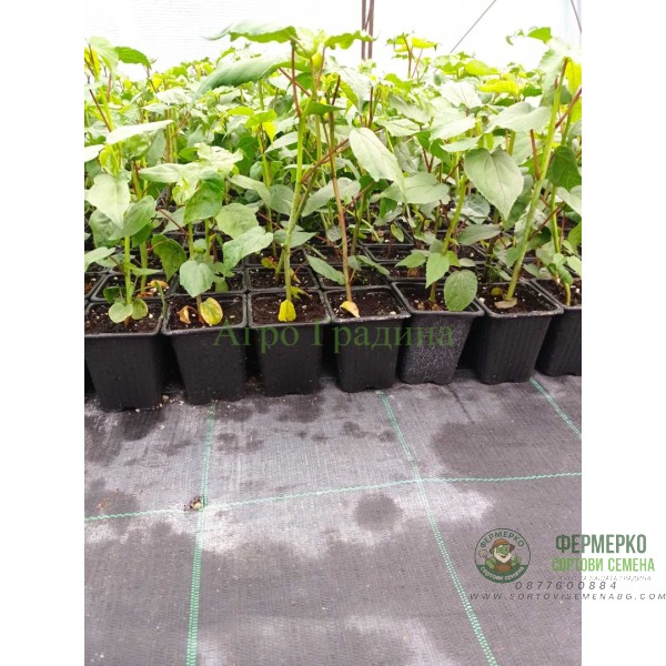 Разсад Блатен Червен Хибискус Hibiscus moscheutos Lord Baltimore в саксия