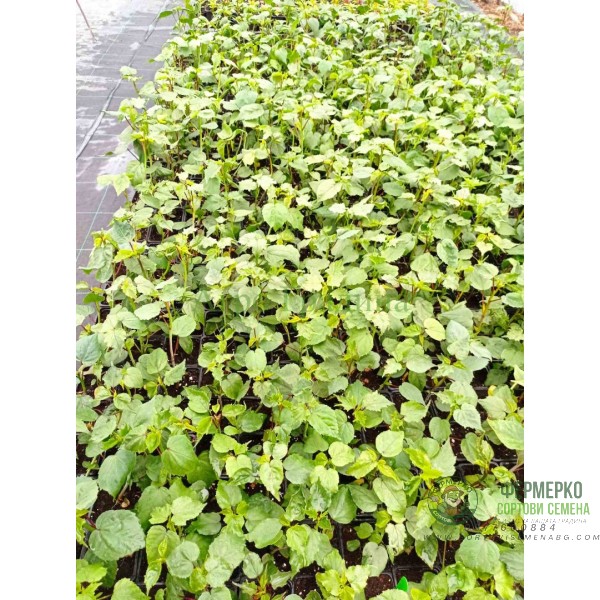 Разсад Блатен Червен Хибискус Hibiscus moscheutos Lord Baltimore в саксия